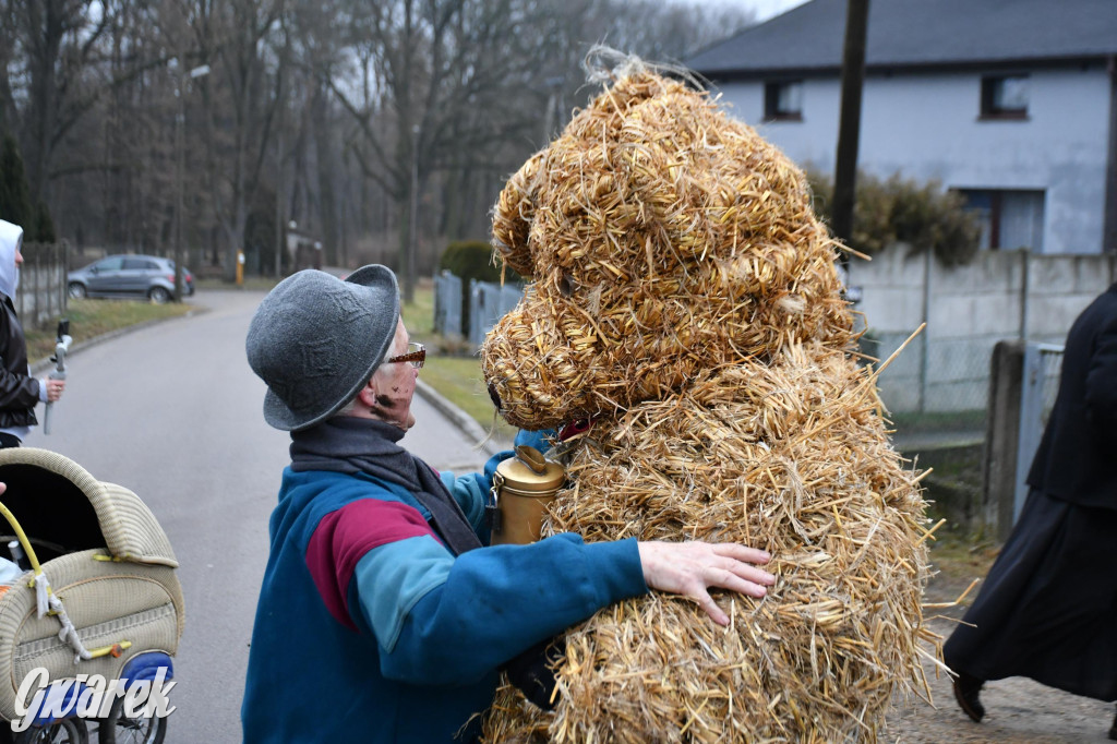 Z berem przez Miedary. Wodzenie niedźwiedzia 2026