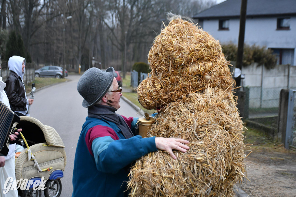 Z berem przez Miedary. Wodzenie niedźwiedzia 2026