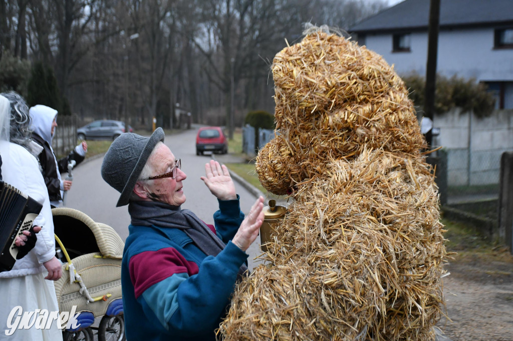 Z berem przez Miedary. Wodzenie niedźwiedzia 2026