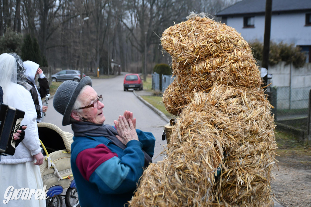 Z berem przez Miedary. Wodzenie niedźwiedzia 2026