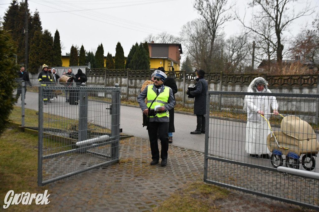 Z berem przez Miedary. Wodzenie niedźwiedzia 2026