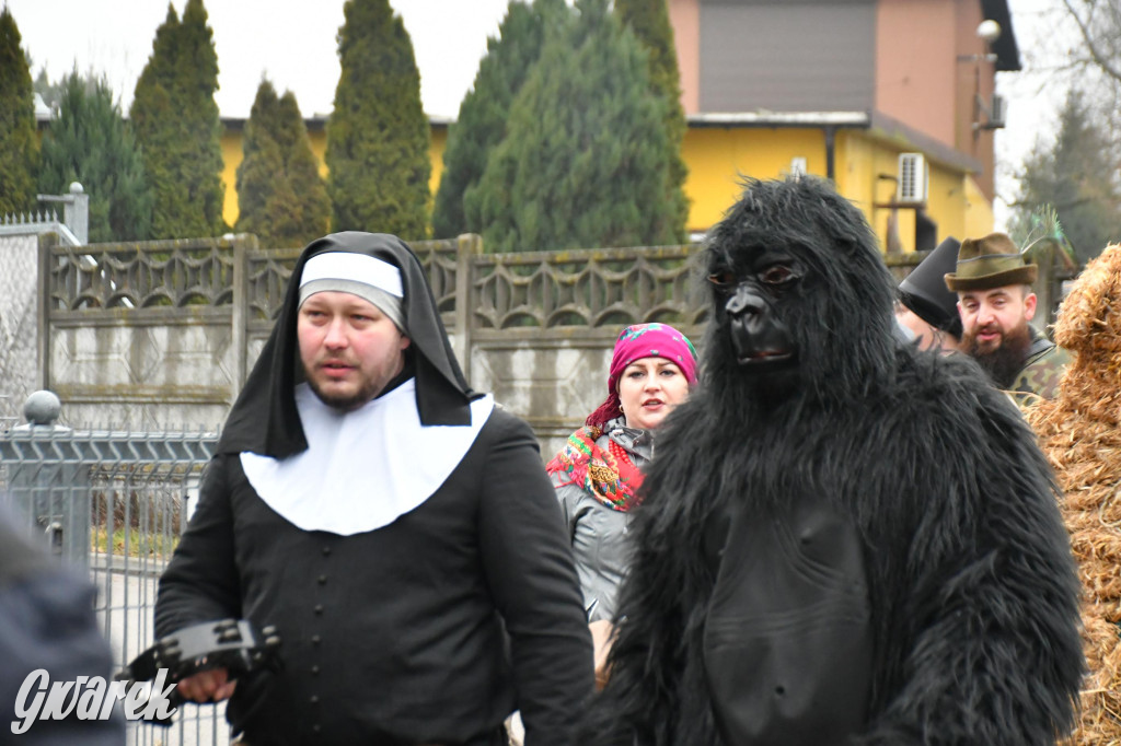 Z berem przez Miedary. Wodzenie niedźwiedzia 2026