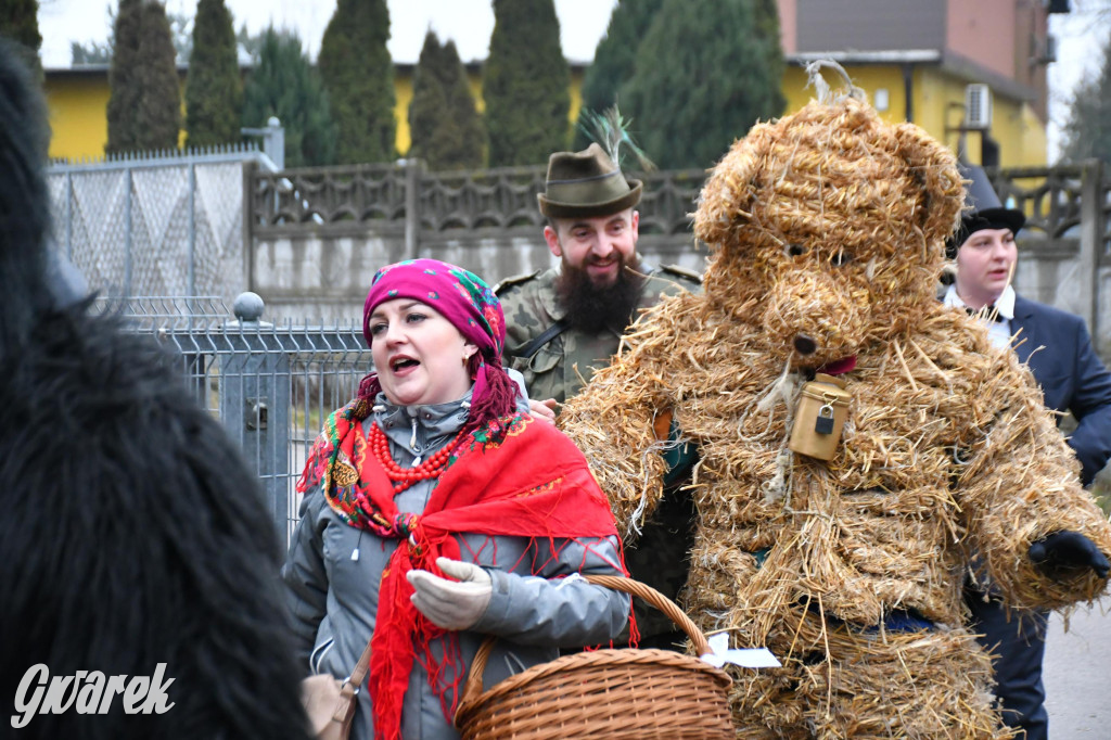 Z berem przez Miedary. Wodzenie niedźwiedzia 2026