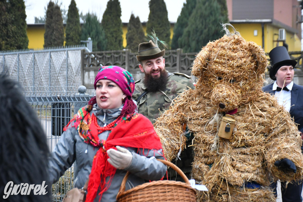 Z berem przez Miedary. Wodzenie niedźwiedzia 2026