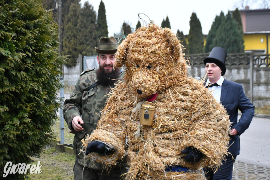 Z berem przez Miedary. Wodzenie niedźwiedzia 2026