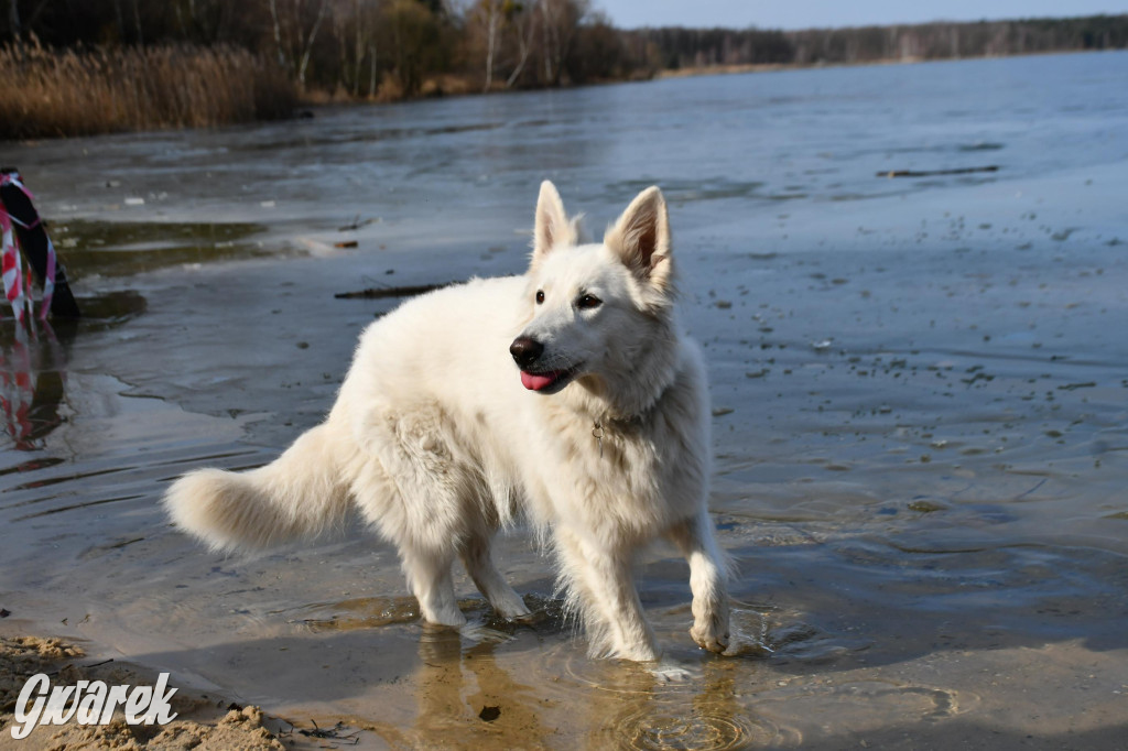 Marcowe morsowanie nad Chechłem