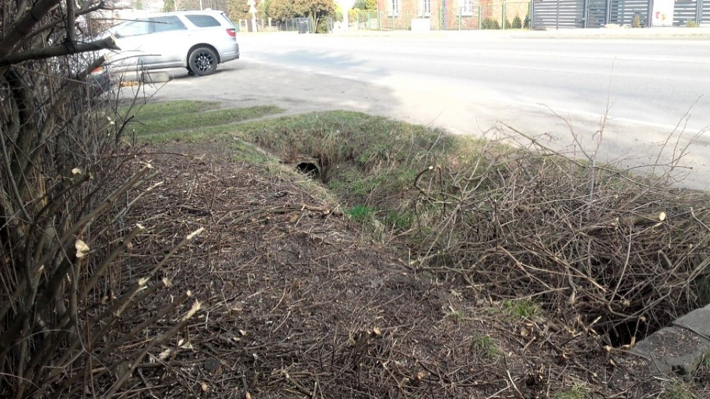 Alert 24. Po co była wycinka pięknego bzu?