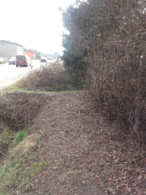 Alert 24. Po co była wycinka pięknego bzu?