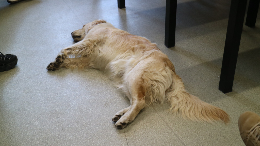 Zwierzęta w szpitalu. Dobry pomysł?