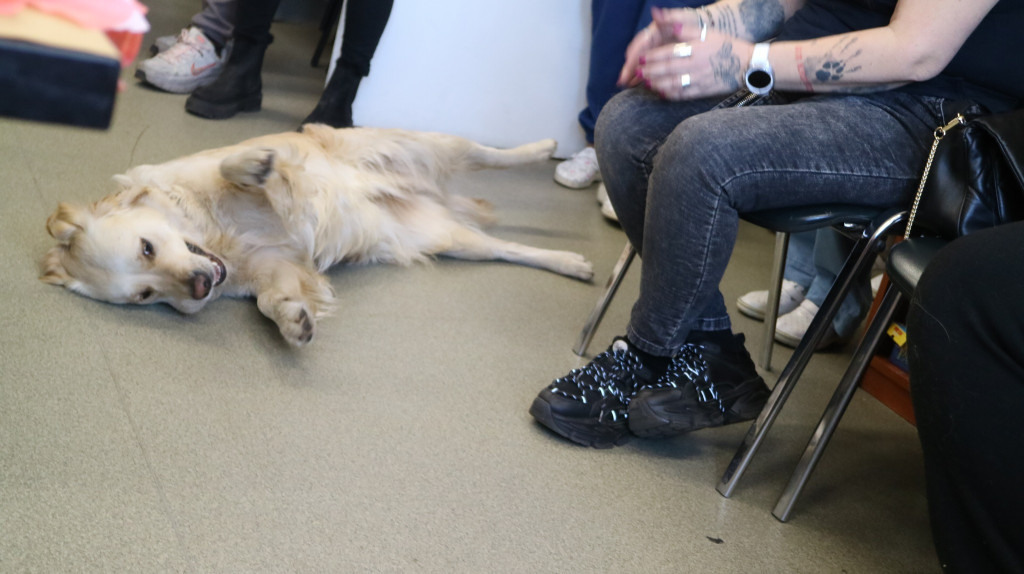 Zwierzęta w szpitalu. Dobry pomysł?