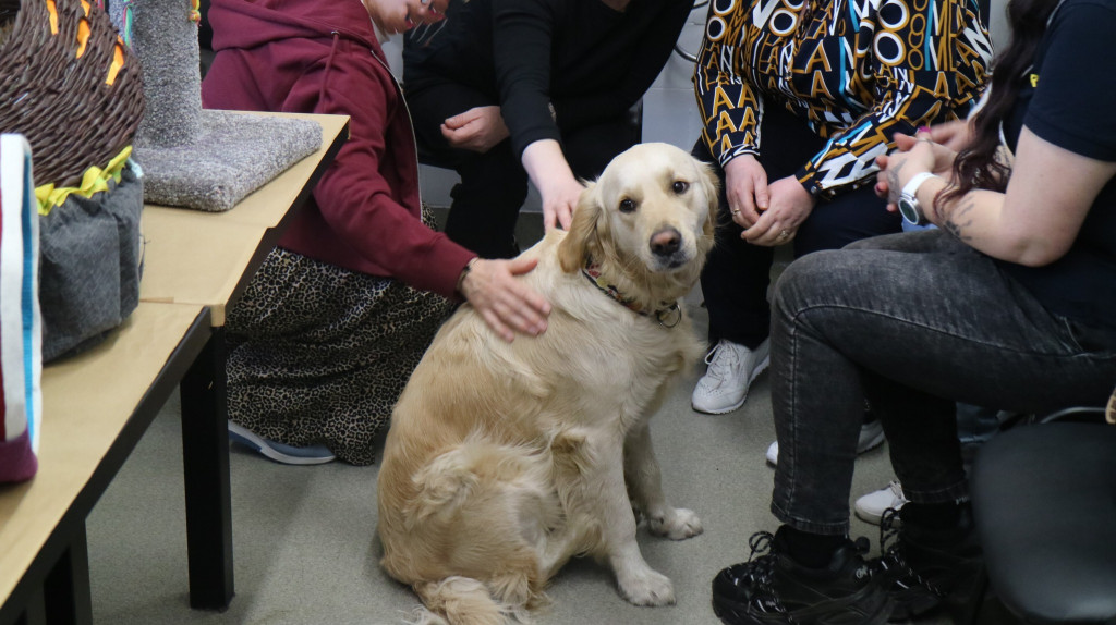 Zwierzęta w szpitalu. Dobry pomysł?