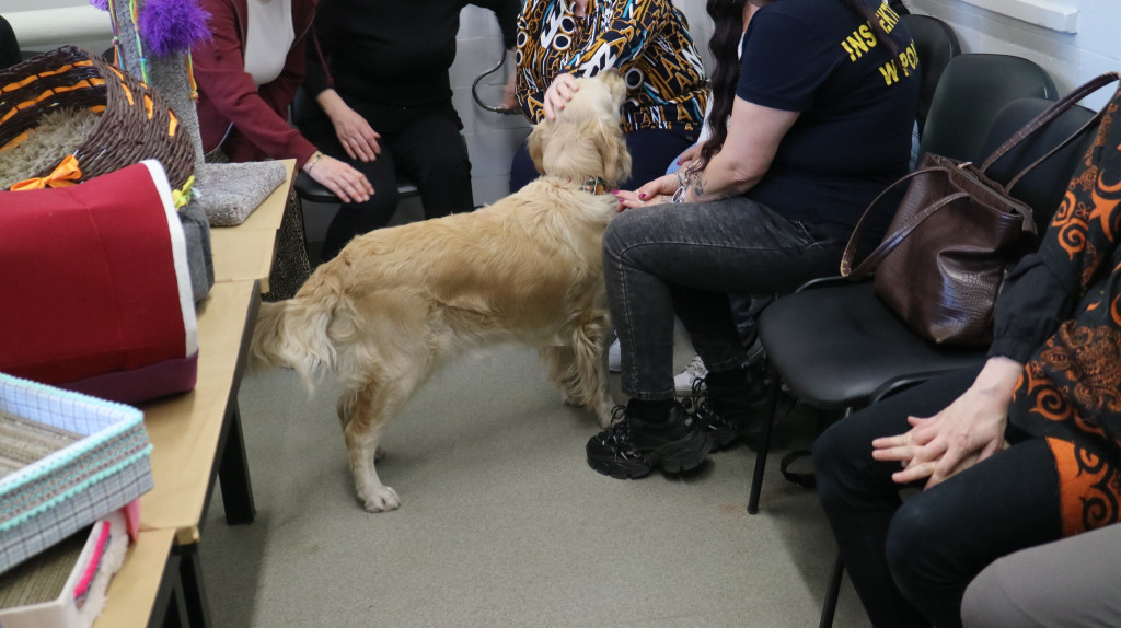 Zwierzęta w szpitalu. Dobry pomysł?