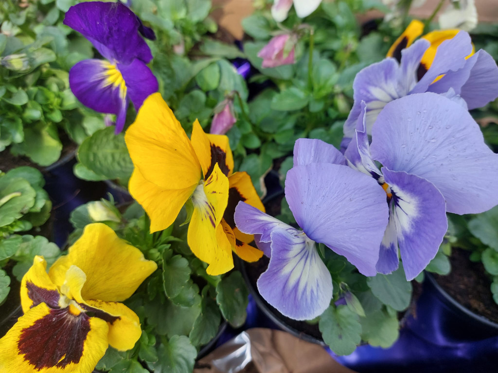  Park w Świerklańcu w kwiatach