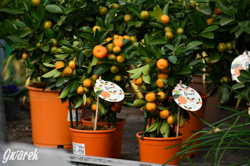 Kupione u Żurka. W Ogrodzie Śląskim w Świerklańcu