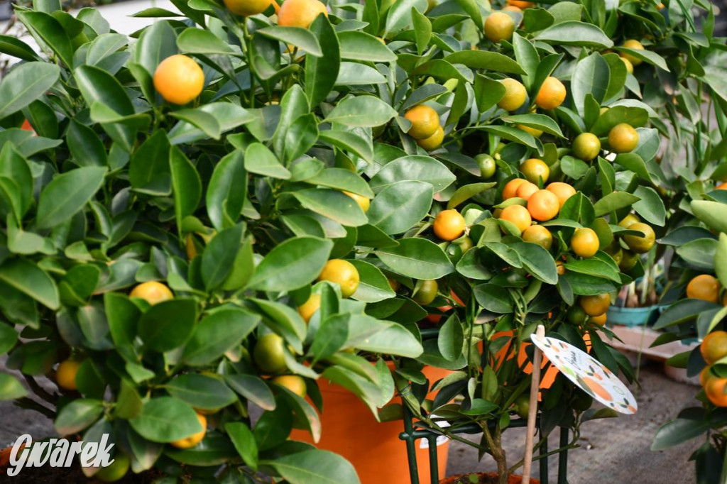 Kupione u Żurka. W Ogrodzie Śląskim w Świerklańcu