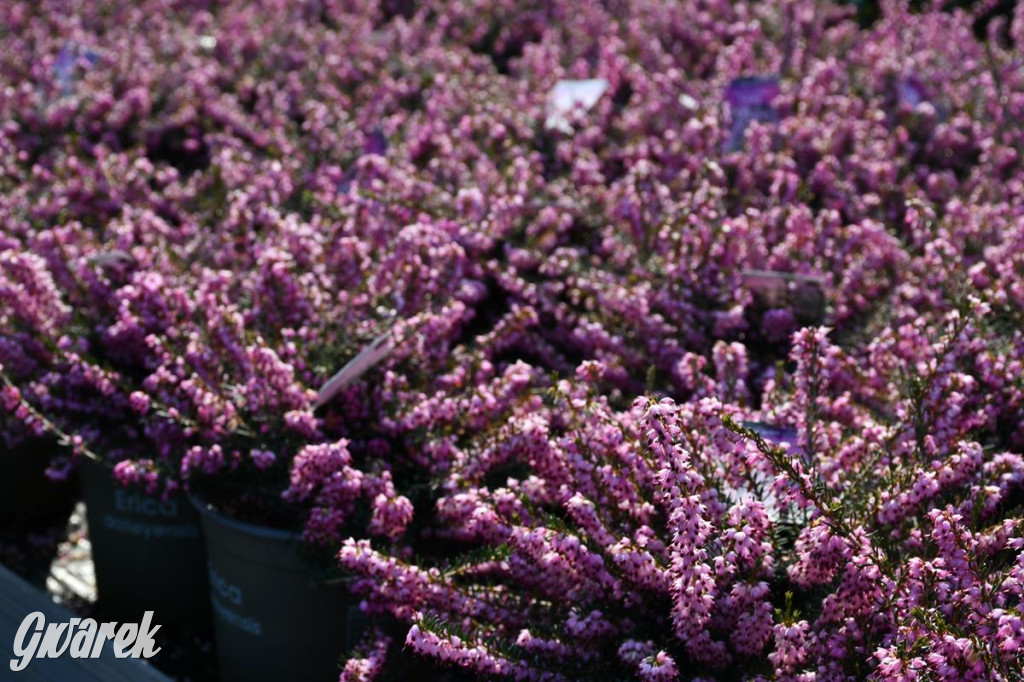 Kupione u Żurka. W Ogrodzie Śląskim w Świerklańcu