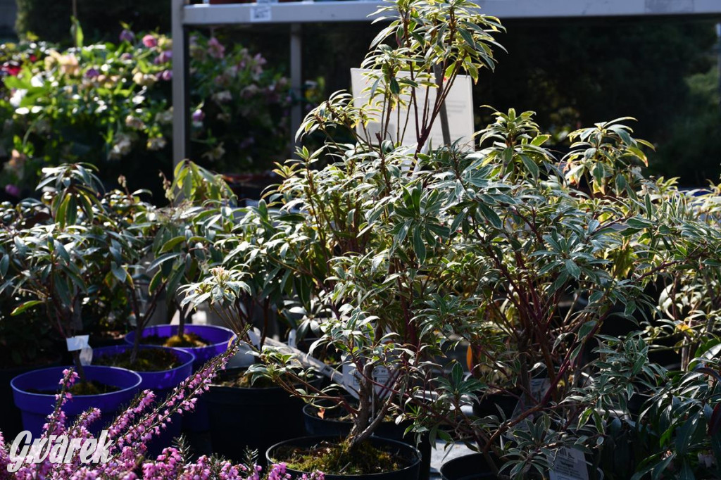 Kupione u Żurka. W Ogrodzie Śląskim w Świerklańcu