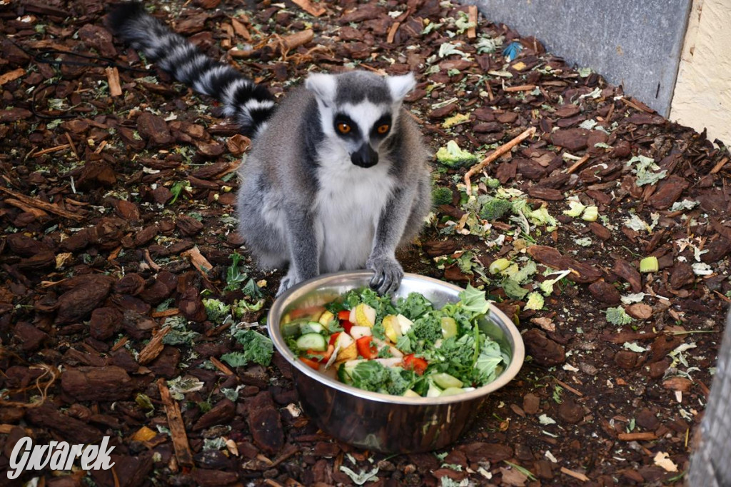 Kupione u Żurka. W Ogrodzie Śląskim w Świerklańcu