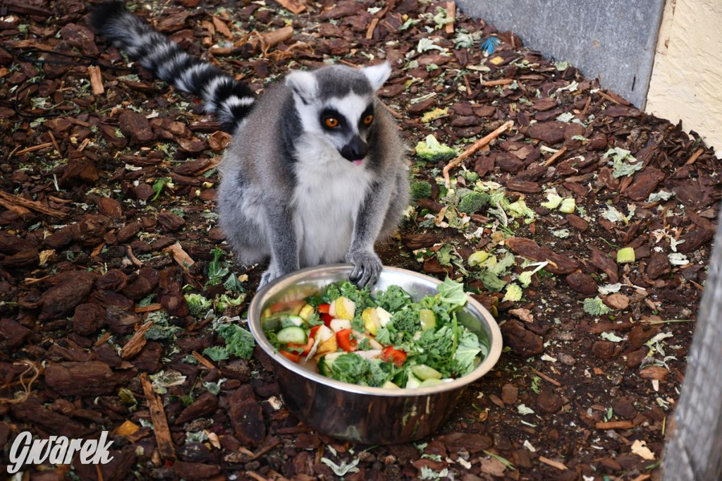Kupione u Żurka. W Ogrodzie Śląskim w Świerklańcu