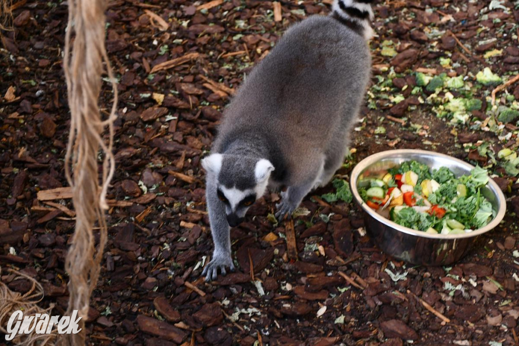 Kupione u Żurka. W Ogrodzie Śląskim w Świerklańcu