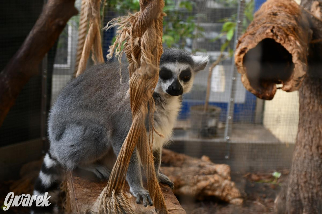 Kupione u Żurka. W Ogrodzie Śląskim w Świerklańcu