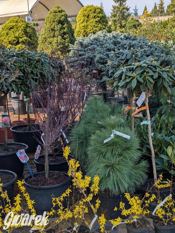 Kupione u Żurka. W Ogrodzie Śląskim w Świerklańcu