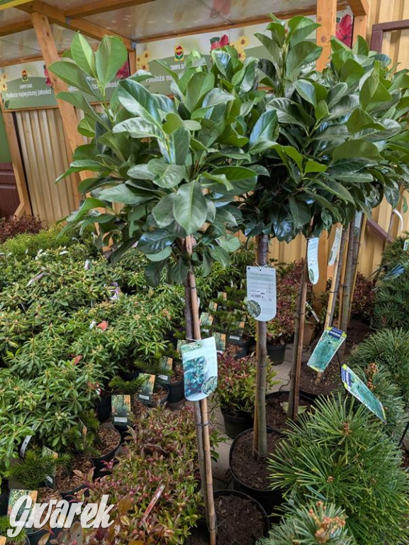 Kupione u Żurka. W Ogrodzie Śląskim w Świerklańcu