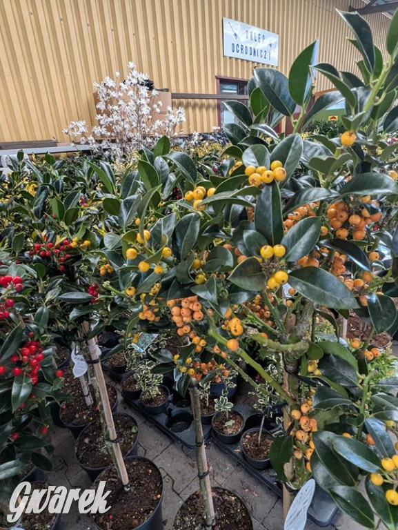 Kupione u Żurka. W Ogrodzie Śląskim w Świerklańcu