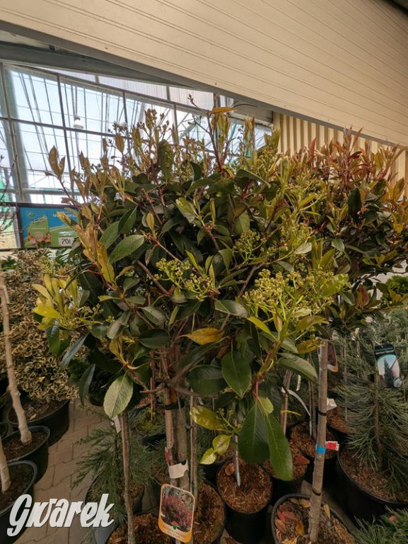 Kupione u Żurka. W Ogrodzie Śląskim w Świerklańcu