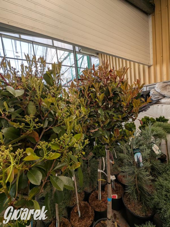 Kupione u Żurka. W Ogrodzie Śląskim w Świerklańcu