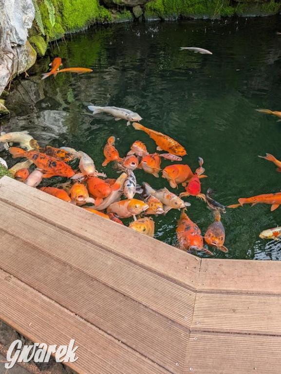 Kupione u Żurka. W Ogrodzie Śląskim w Świerklańcu