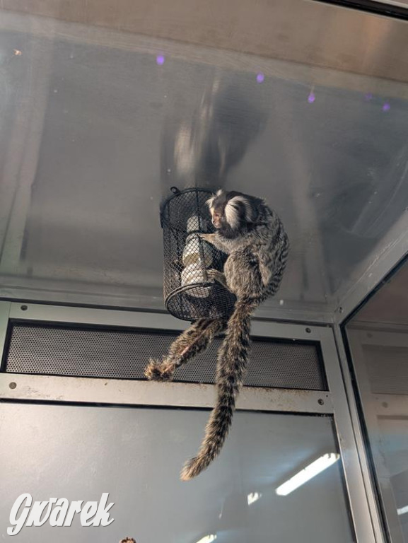 Kupione u Żurka. W Ogrodzie Śląskim w Świerklańcu