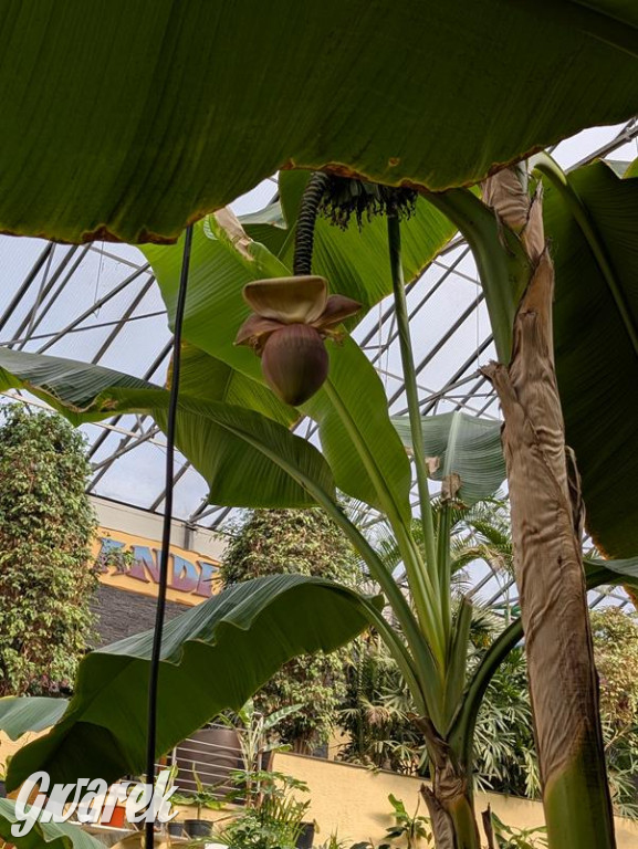 Kupione u Żurka. W Ogrodzie Śląskim w Świerklańcu