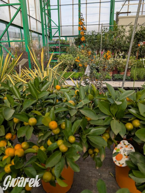 Kupione u Żurka. W Ogrodzie Śląskim w Świerklańcu