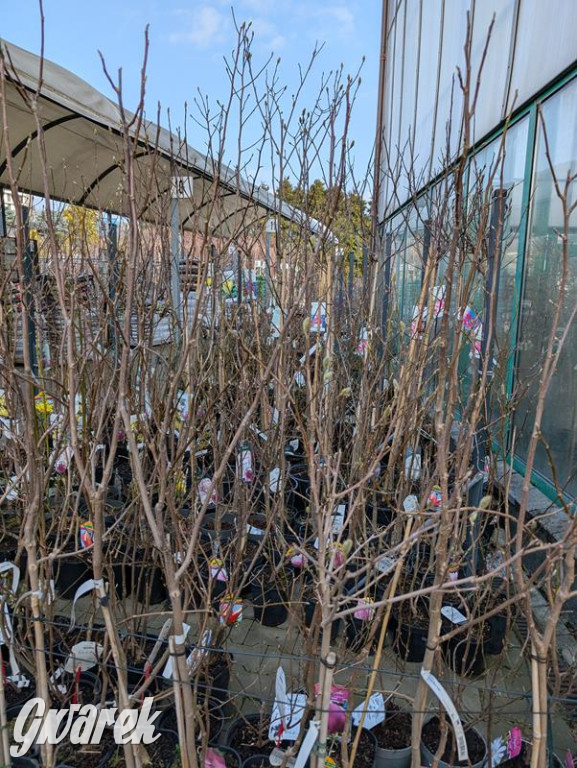 Kupione u Żurka. W Ogrodzie Śląskim w Świerklańcu