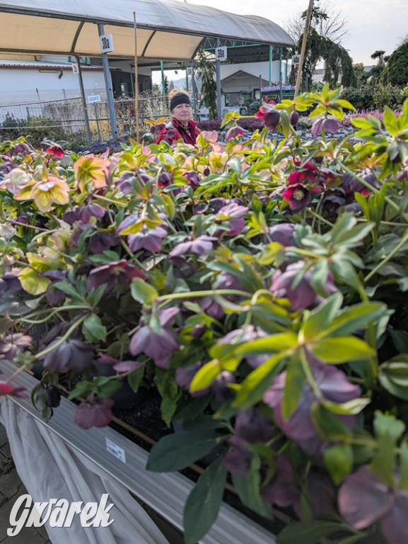 Kupione u Żurka. W Ogrodzie Śląskim w Świerklańcu