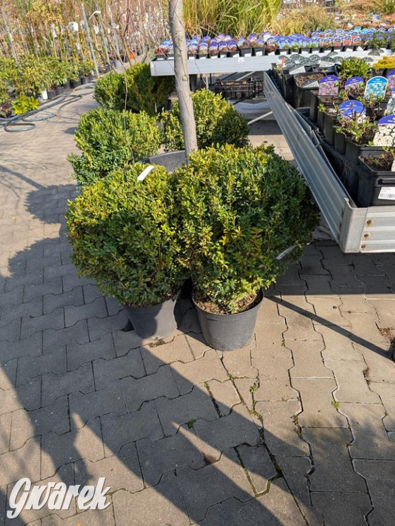 Kupione u Żurka. W Ogrodzie Śląskim w Świerklańcu