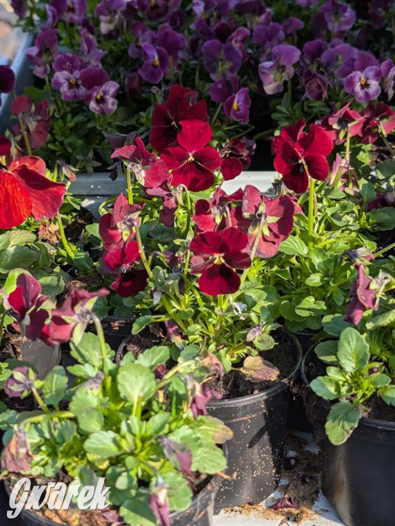 Kupione u Żurka. W Ogrodzie Śląskim w Świerklańcu