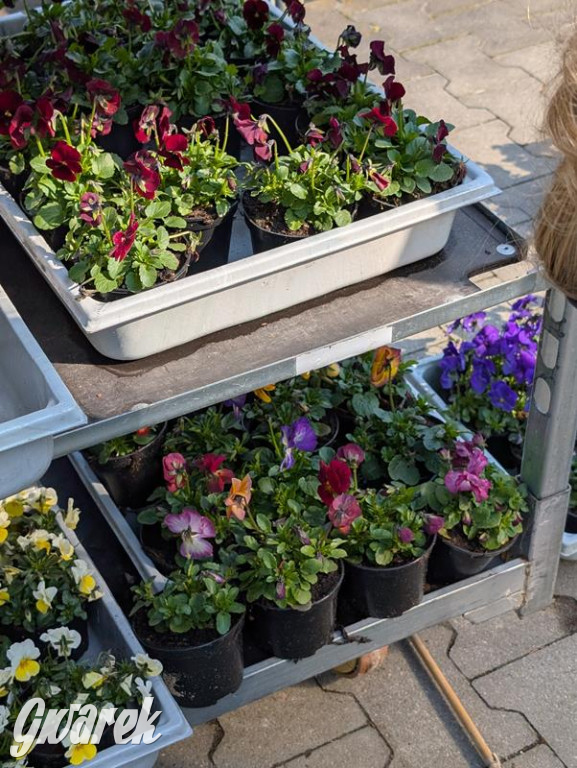 Kupione u Żurka. W Ogrodzie Śląskim w Świerklańcu