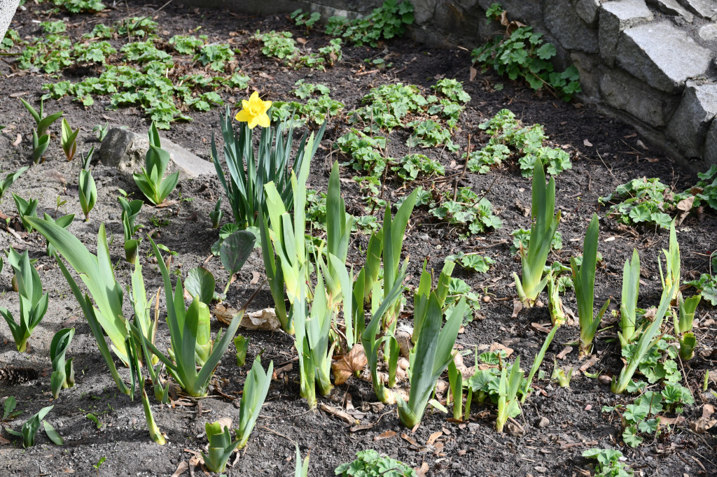 Tarnowskie Góry. Co ze skwerem przed halą targową?