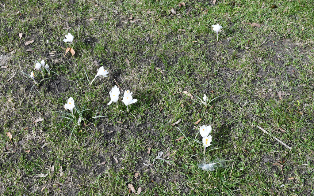 Tarnowskie Góry. Co ze skwerem przed halą targową?