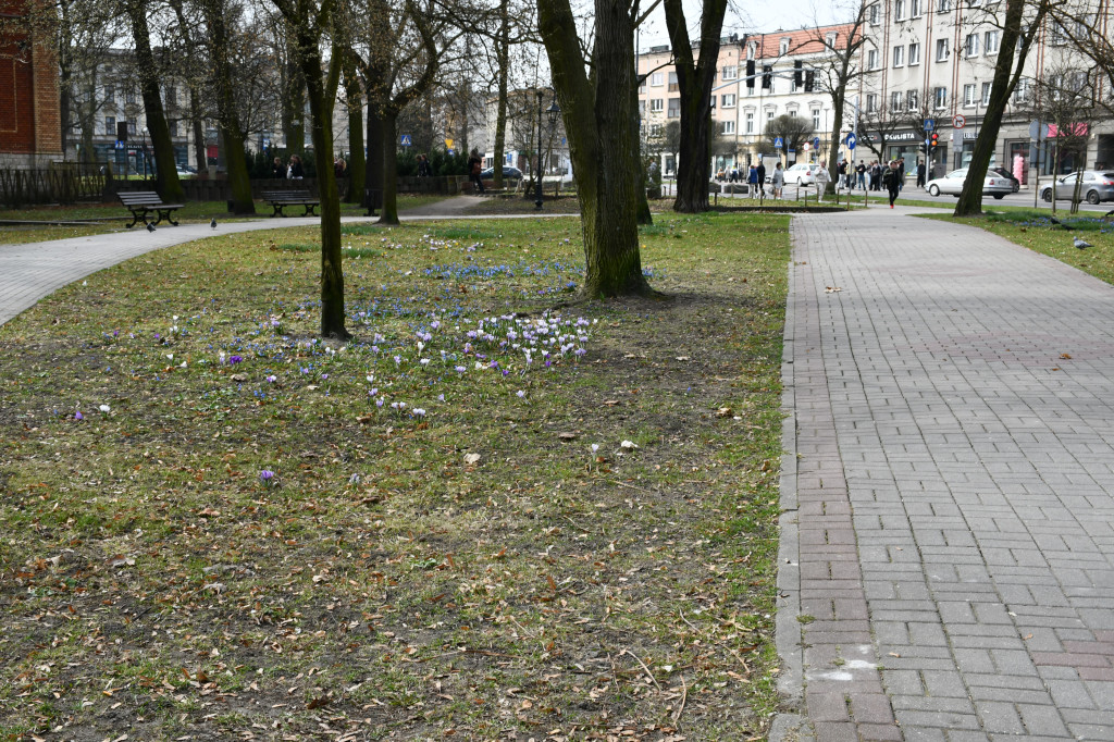 Tarnowskie Góry. Co ze skwerem przed halą targową?