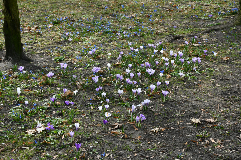 Tarnowskie Góry. Co ze skwerem przed halą targową?