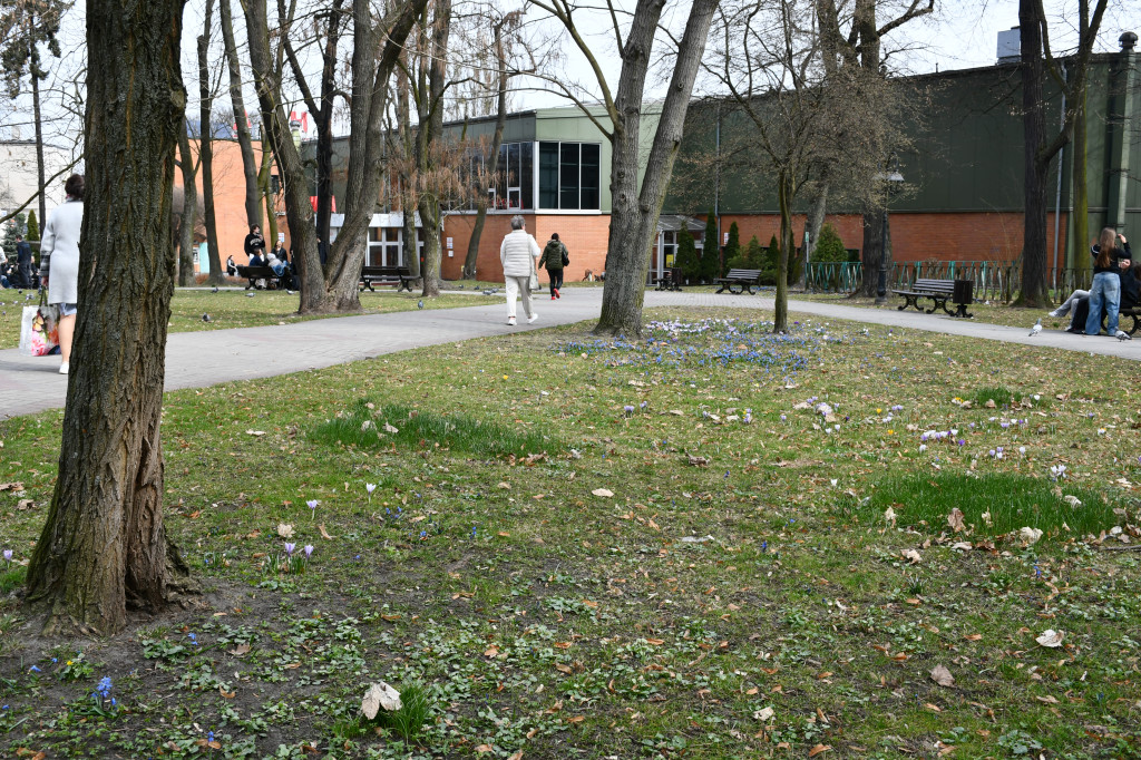 Tarnowskie Góry. Co ze skwerem przed halą targową?