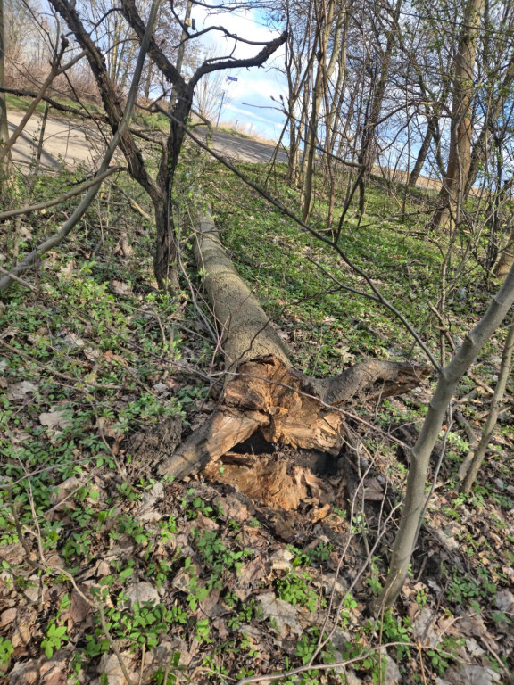 Silny wiatr. Strażacy interweniowali kilkadziesiąt razy