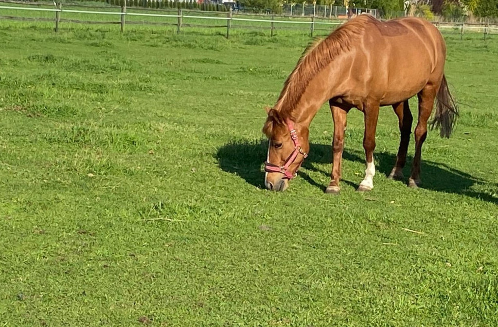 Nowe życie stajni. Do zabytkowego parku wracają konie