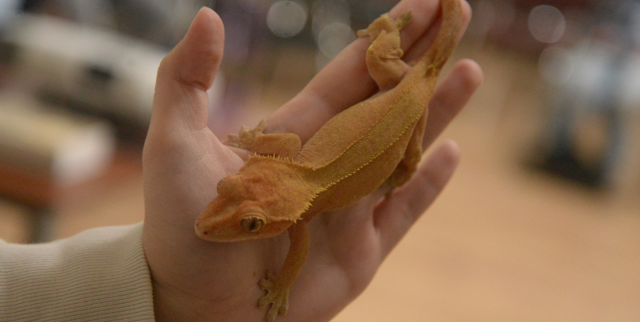 Drapieżniki opanowały Radzionków