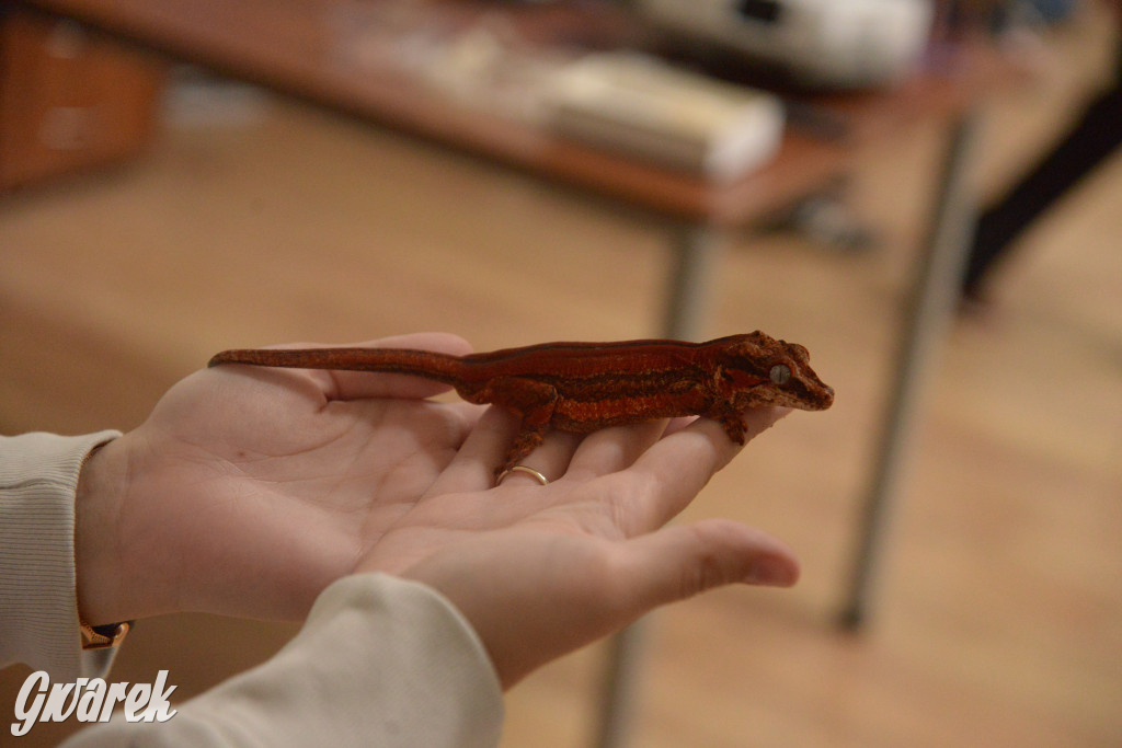 Drapieżniki opanowały Radzionków