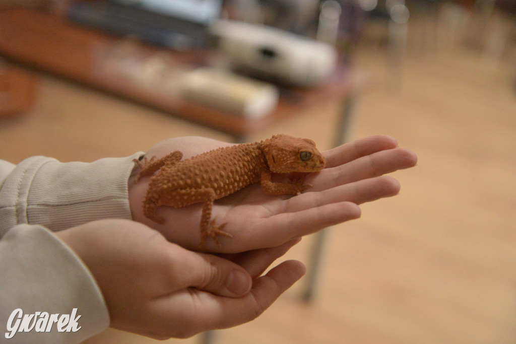 Drapieżniki opanowały Radzionków