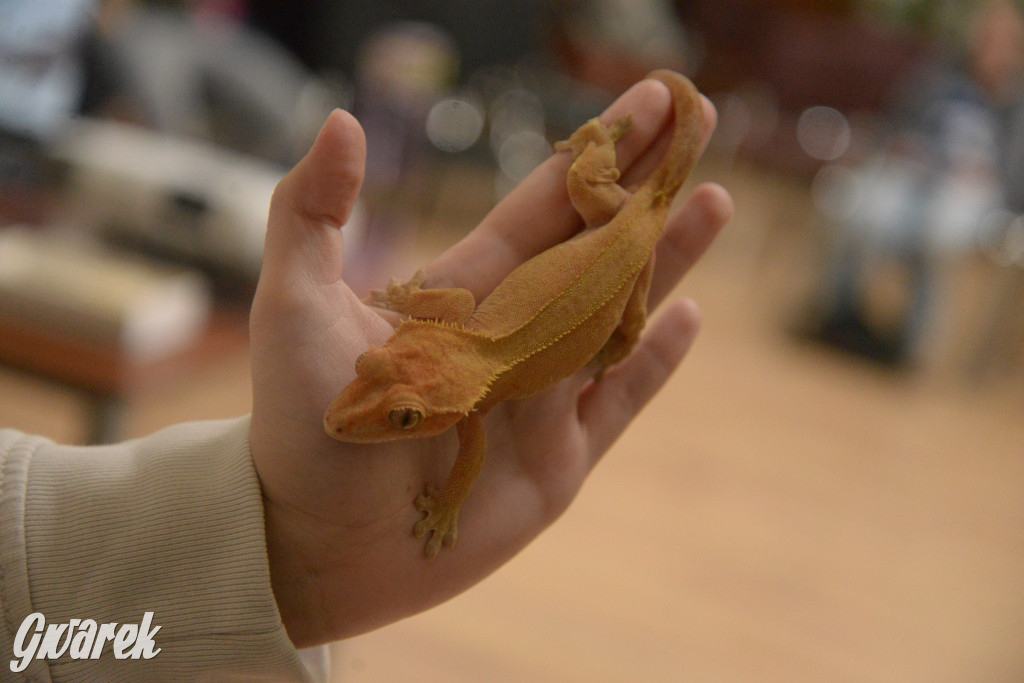 Drapieżniki opanowały Radzionków